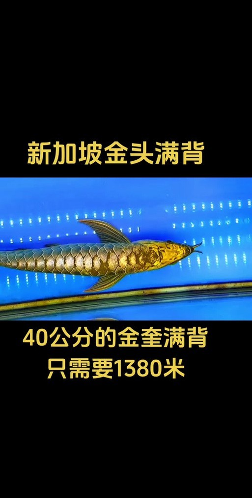20厘米的金頭金龍魚圖片及價(jià)格表