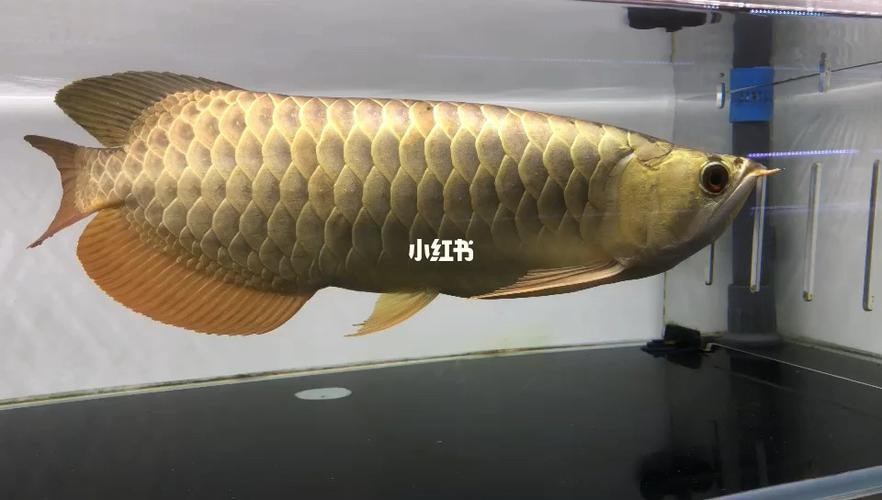 龍魚魚缸照燈多久換一次，龍魚魚缸燈光更換周期