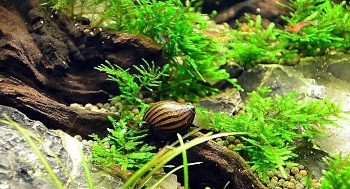 斑馬螺，批發 斑馬螺，批發 龍魚論壇