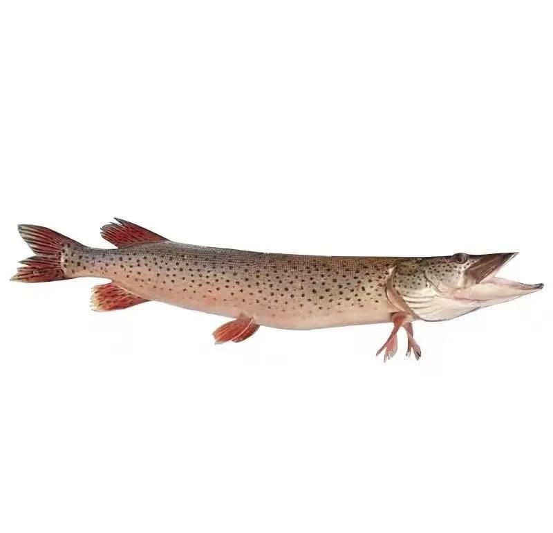 狗魚最佳吃法