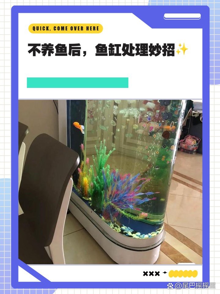 龍魚缸不養魚最簡單處理