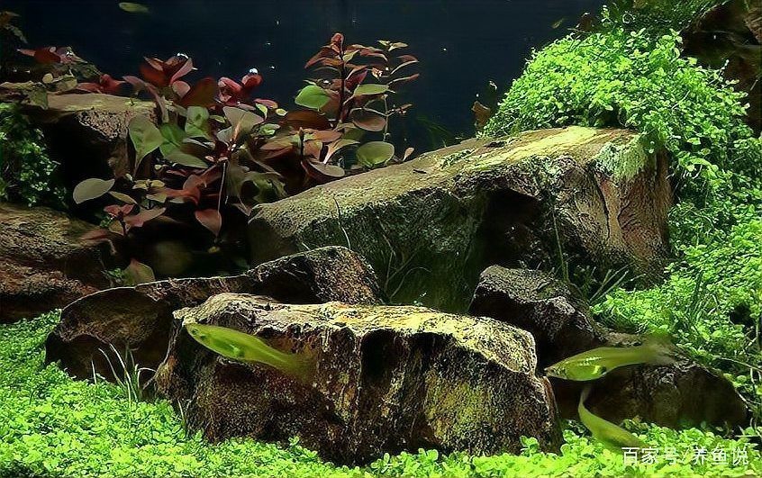龍魚缸不養魚最簡單處理