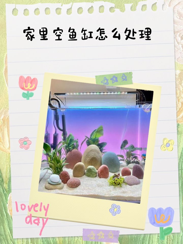 龍魚缸不養魚最簡單處理