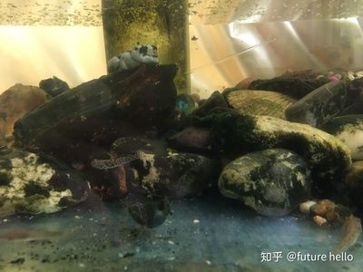 黑背景魚缸適合養哪些魚類：黑背景魚缸養護技巧