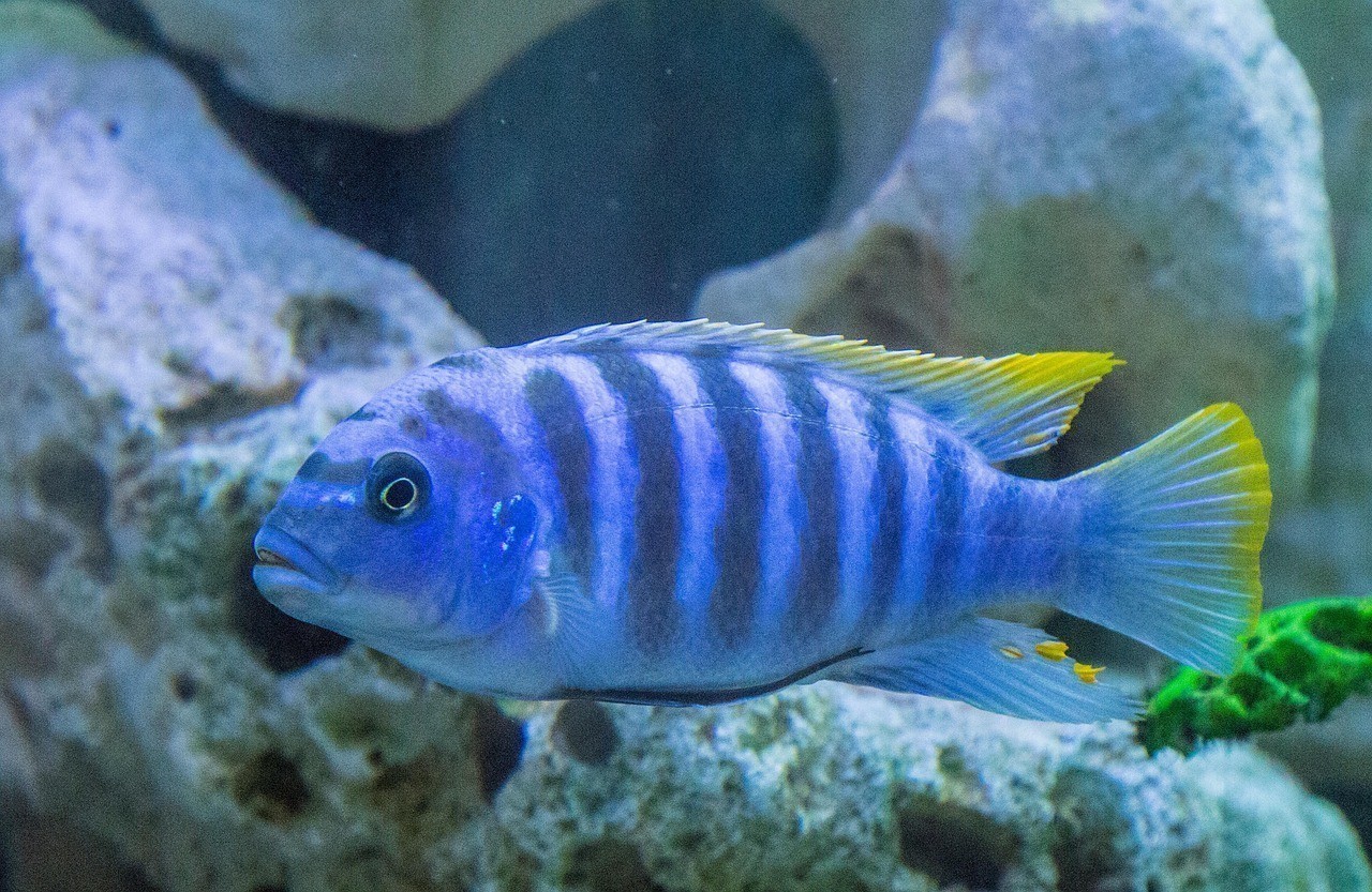 水族名錄