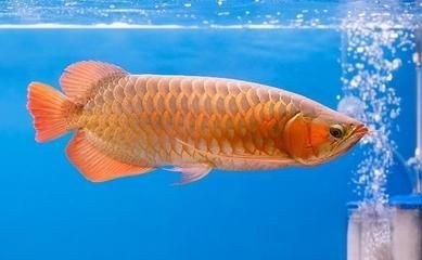 龍魚增鰭（龍魚增鰭是其外觀特征的重要組成部分，不僅能提升龍魚的觀賞價值）