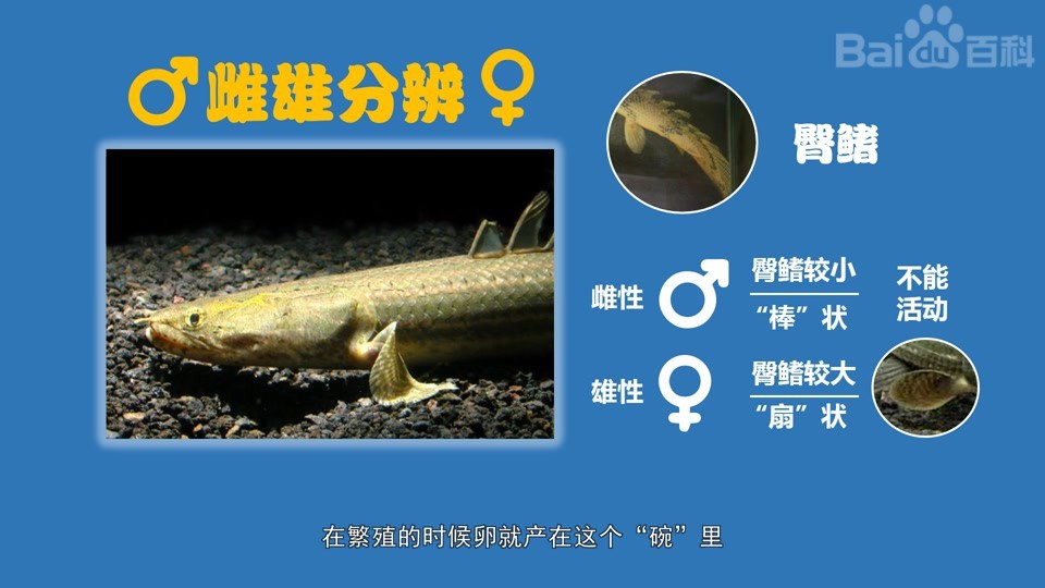 如何判斷鱷魚恐龍王魚的性別？