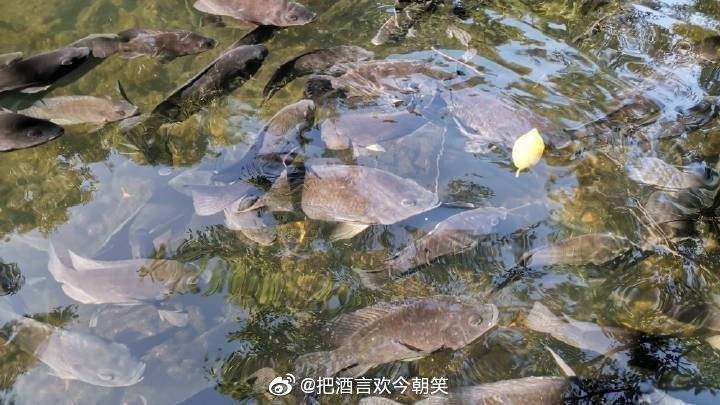 福壽魚名字的由來