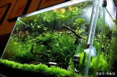 觀賞魚缸加熱棒（觀賞魚缸加熱棒需要考慮多個因素選擇加熱棒的因素）