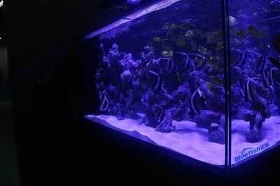 觀賞魚缸加熱棒（觀賞魚缸加熱棒需要考慮多個因素選擇加熱棒的因素）