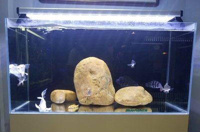 觀賞魚缸加熱棒（觀賞魚缸加熱棒需要考慮多個因素選擇加熱棒的因素）