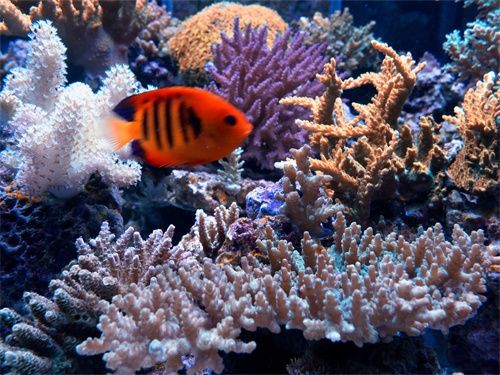 魚(yú)缸珊瑚造景要多少錢(qián)：不同種類和價(jià)格的魚(yú)缸珊瑚造景供你參考