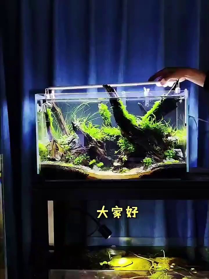 燈LED魚缸是雜牌子嗎 燈LED魚缸是雜牌子嗎 龍魚論壇 第6張