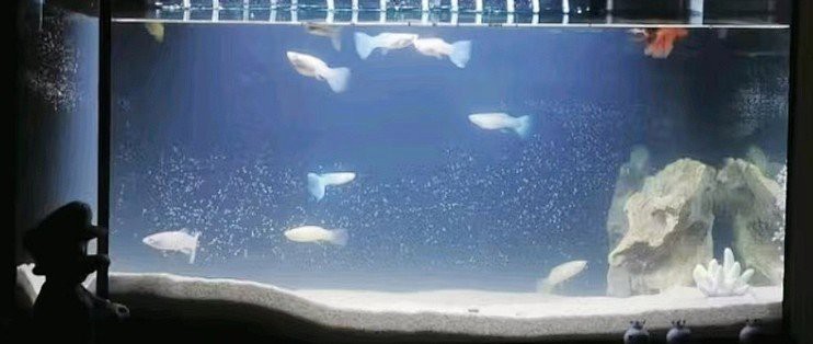 森森魚缸全國售后服務電話