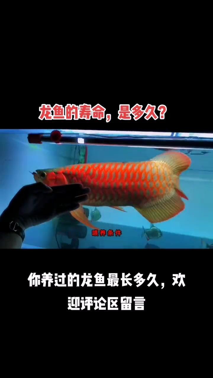 F3和F4紅龍魚的壽命有多長？