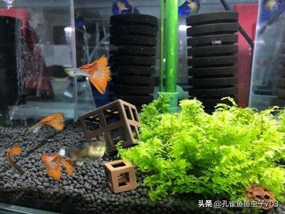 魚缸水不干凈,要怎么過濾呀？（魚缸水不干凈怎么辦）