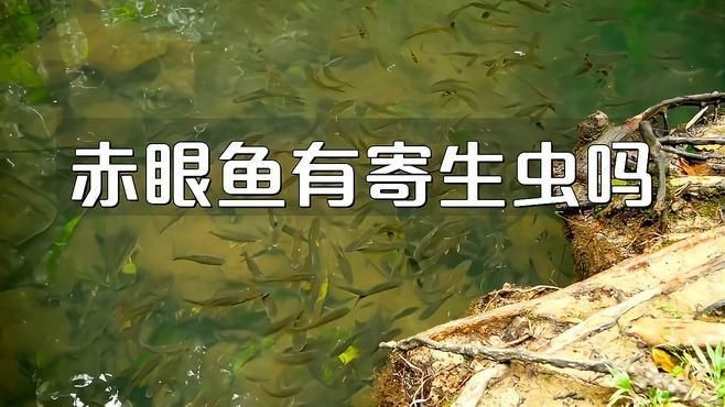 紅眼魚為何不建議吃