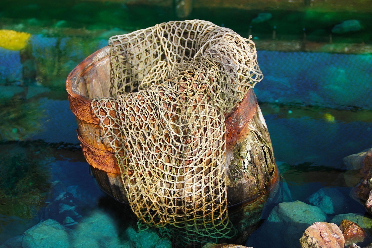 青鳉魚和孔雀魚打架嗎