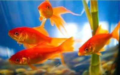 如何選擇魚缸顏色增旺家居？：魚缸顏色與家居風(fēng)格搭配技巧