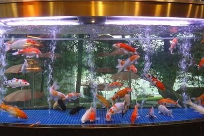 如何選擇魚缸顏色增旺家居？：魚缸顏色與家居風(fēng)格搭配技巧