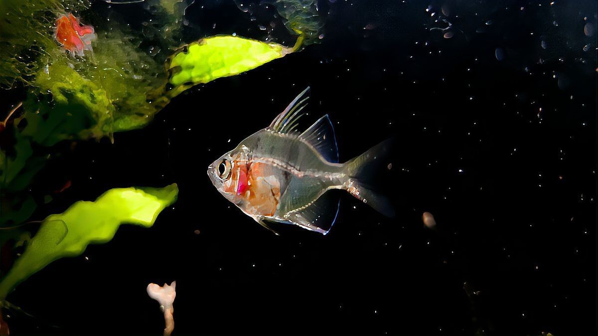 夜間魚跳缸的預兆