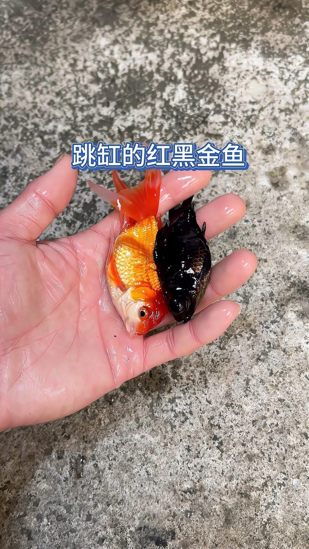 夜間魚跳缸的預兆