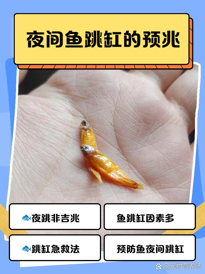 夜間魚跳缸的預兆
