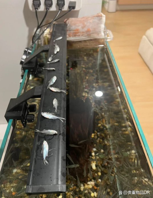 夜間魚跳缸的預兆