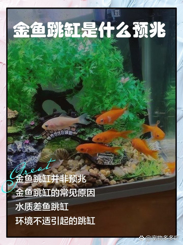 夜間魚跳缸的預兆