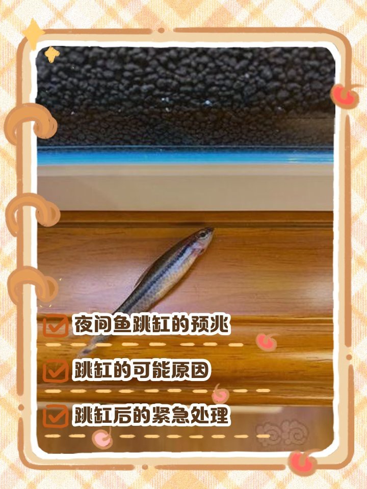 夜間魚跳缸的預兆
