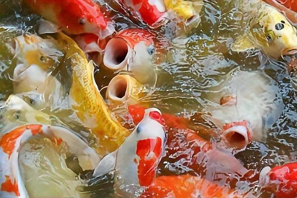 夜間魚跳缸的預兆