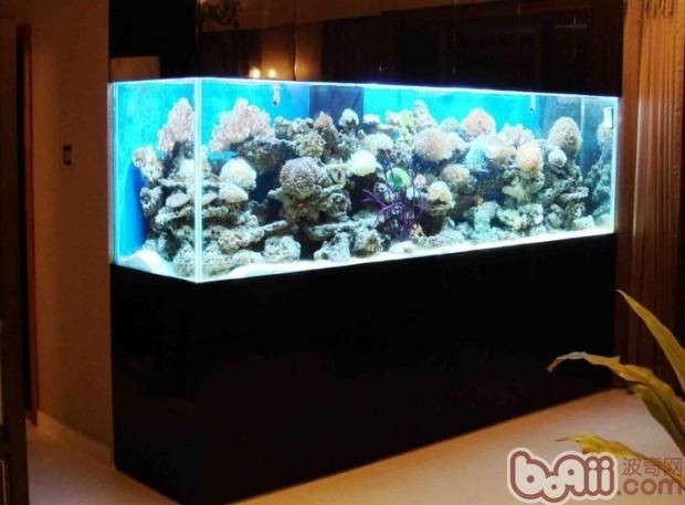 觀賞魚缸種類有哪些（全球觀賞魚文化探秘觀賞魚文化探秘觀賞魚文化探秘）