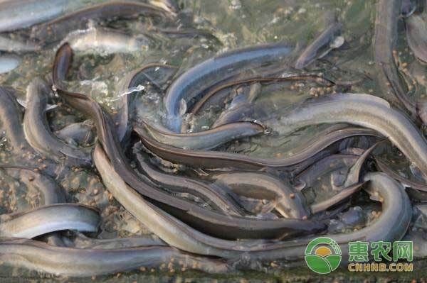 海鰻在魚缸怎么養(yǎng)（如何在魚缸中飼養(yǎng)海鰻）