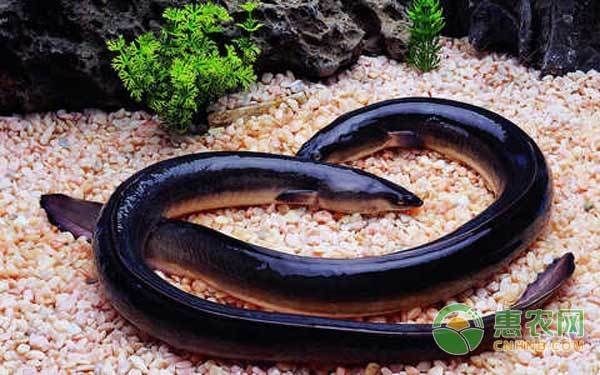 海鰻在魚缸怎么養(yǎng)（如何在魚缸中飼養(yǎng)海鰻）