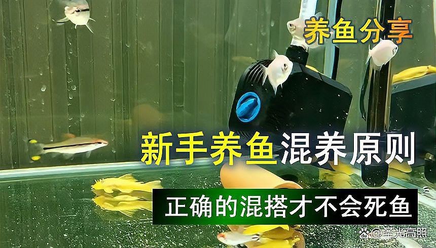 混養魚配魚最簡單三個步驟