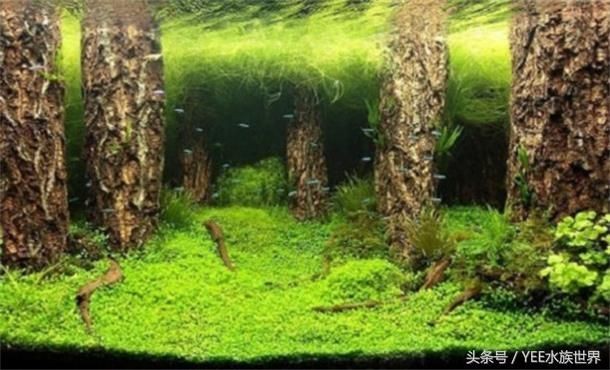 公司購買魚缸入什么科目（公司購買魚缸會計處理）
