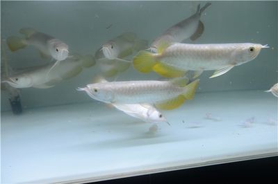 龍魚細菌感染用什么抗生素好：如何判斷龍魚感染類型，龍魚抗生素使用注意事項