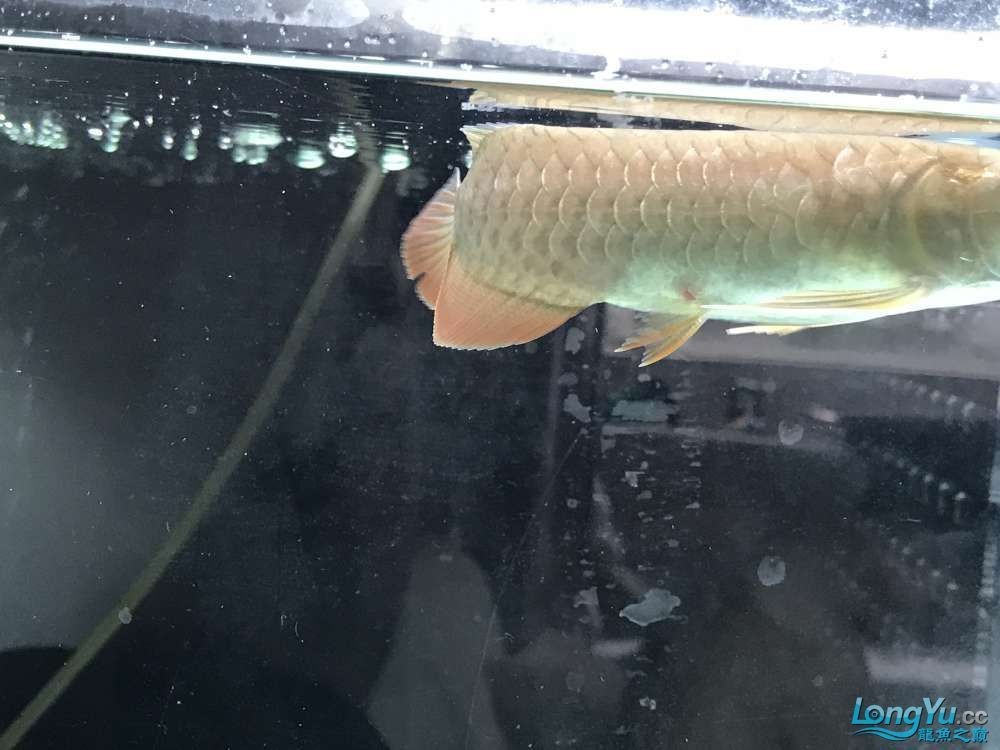 龍魚尾鰭需要修嗎（龍魚尾鰭是否需要修剪）