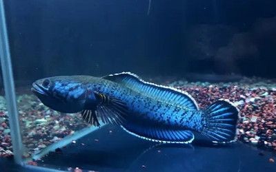 龍魚尾鰭需要修嗎（龍魚尾鰭是否需要修剪）