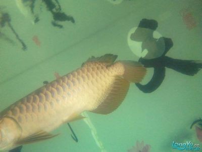 給龍魚(yú)做手術(shù)要多少錢：給龍魚(yú)做手術(shù)的費(fèi)用可以從數(shù)百元到上萬(wàn)元不等