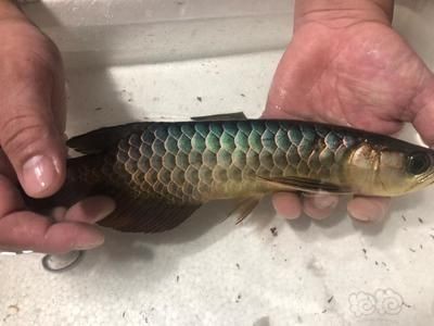 給龍魚(yú)做手術(shù)要多少錢：給龍魚(yú)做手術(shù)的費(fèi)用可以從數(shù)百元到上萬(wàn)元不等