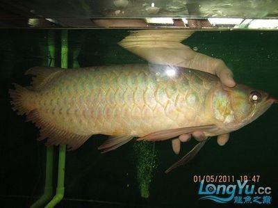 給龍魚(yú)做手術(shù)要多少錢：給龍魚(yú)做手術(shù)的費(fèi)用可以從數(shù)百元到上萬(wàn)元不等