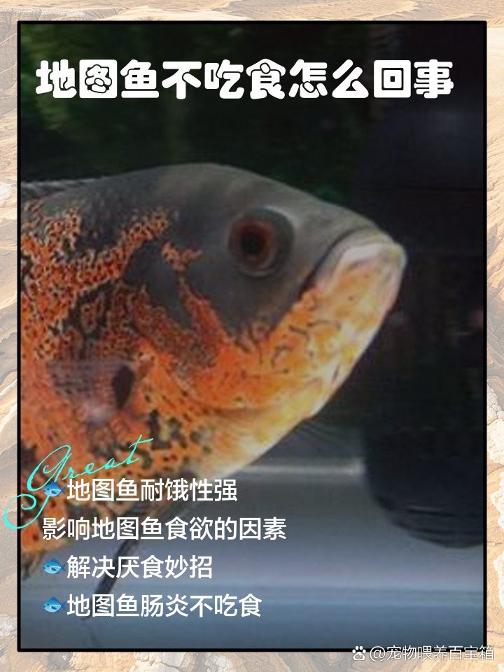 將樂龍魚的最佳飼養條件是什么，樂龍魚的最佳飼養條件