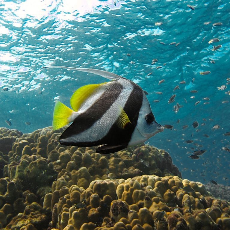 紅眼白子關(guān)刀魚(yú)簡(jiǎn)介
