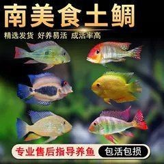 紅眼白子關(guān)刀魚(yú)簡(jiǎn)介