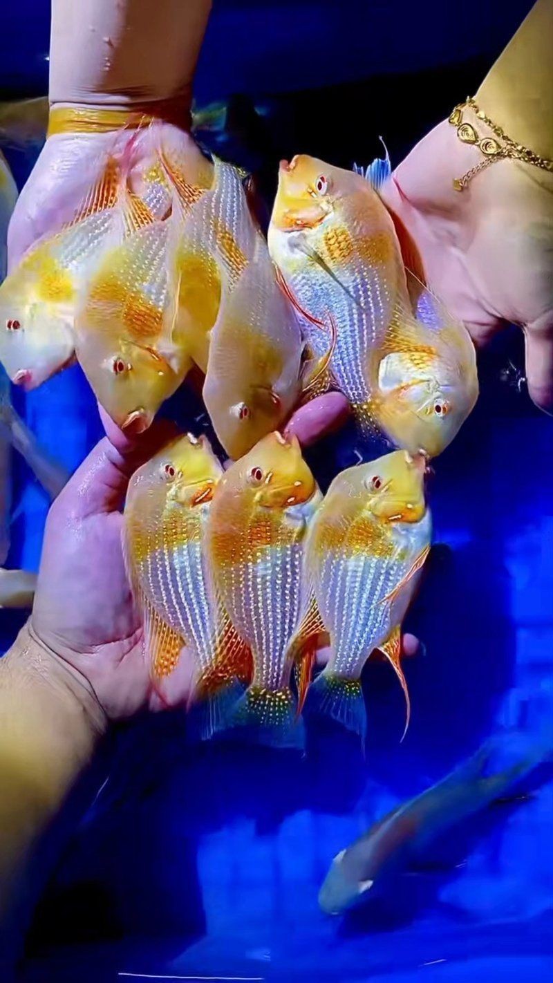 紅眼白子關(guān)刀魚(yú)簡(jiǎn)介