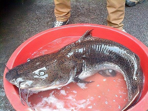 虎紋鴨嘴最忌三種東西