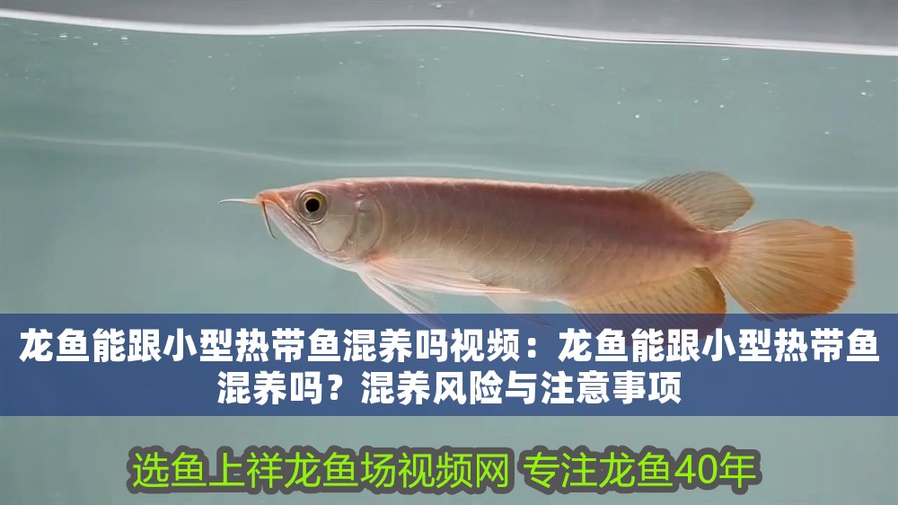 龍魚能跟小型熱帶魚混養嗎視頻：龍魚能跟小型熱帶魚混養嗎？混養風險與注意事項