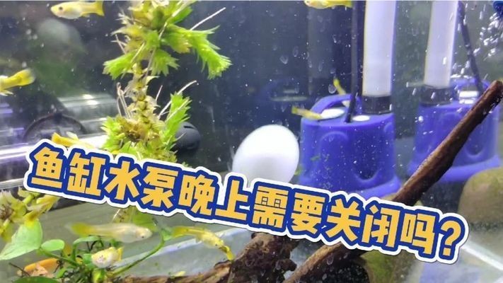 龍魚缸水泵要一直開著嗎視頻講解：夜間魚缸氧氣管理龍魚缸水泵選型指南龍魚缸水泵選型指南