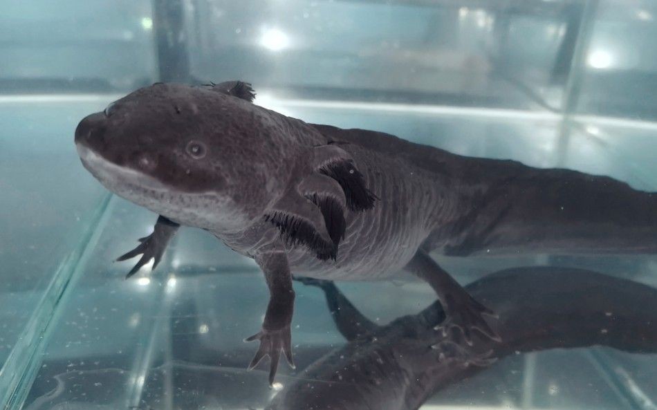 六角恐龍魚死亡前兆，六角恐龍魚死亡前可能出現(xiàn)的一些征兆